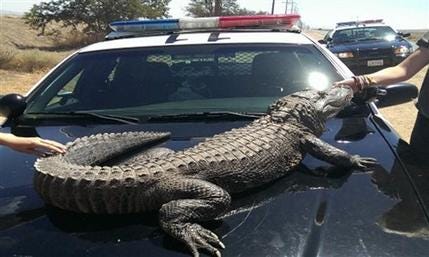 This image provided by the Los Angeles County Sheriff's Department shows an alligator Thursday June 6, 2013 in Lancaster, Calif. Part of the "Zoo to You" program in Paso Robles that introduces kids to animals, the alligator was being held by two females near a van after the animal urinated inside the van and the females had stopped to clean the the van.