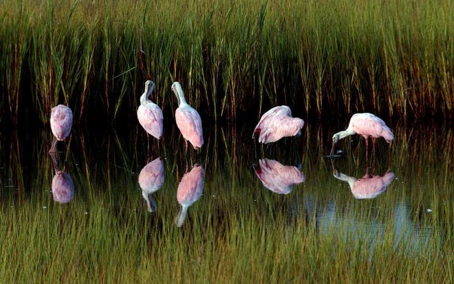 A group of roseate spoonbills stand in a marsh pond on Jekyll Island along U.S. 17. Some of the marsh areas on the island are part of a dispute over what can be considered land, which would affect future development.  Terry.Dickson@jacksonville.com