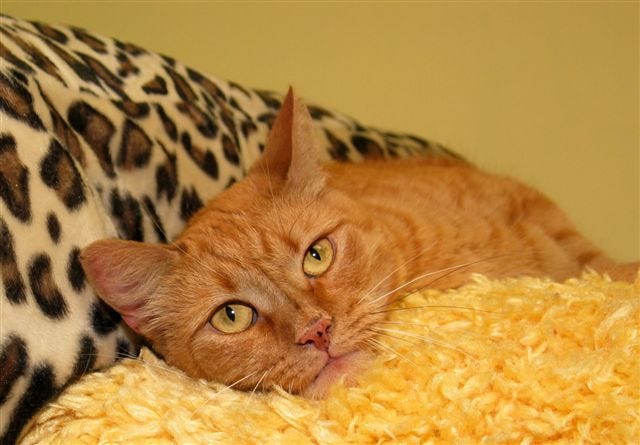 Tiger Lilly is available at Milford Humane Society.
