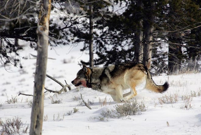 In this file photo provided by Yellowstone National Park, a gray wolf is seen on the run near Blacktail Pond in Yellowstone National Park in Park County, Wyo. This week, the Obama administration proposed lifting federal protections for gray wolves across most of the Lower 48 states, a move that would end four decades of recovery efforts but has been criticized by some scientists as premature.