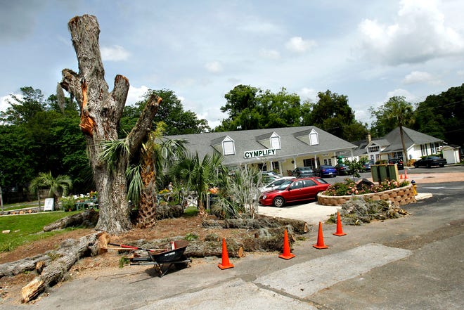 This large pecan tree, that is over 100 years old, is dying and falling on the parking lot of the Cymplify business cooperative off NW 8th Ave. in Gainesville on Sunday. The plaza owners plan to recycle the wood with the help of local wood turners into furniture and bowls.