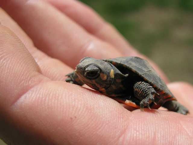 A turtle hatchling like this one is on its own from the moment it emerges from the shell.