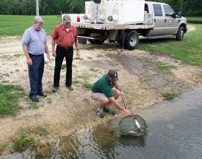 Brian Heimann (right), a biologist with the Louisiana Department of Wildlife and Fisheries, is shown releasing triploid grass carp into Lamar-Dixon Expo Center's 11.4-acre fishing pond. Heimann said the grass carp species will prevent vegetation in the pond from over-producing. Lamar-Dixon Expo Center Sales and Marketing Manager Garney Gautreau (left) and Ascension Parish Department of Recreation and Culture Supervisor Lyle Schexnadre are shown looking on.