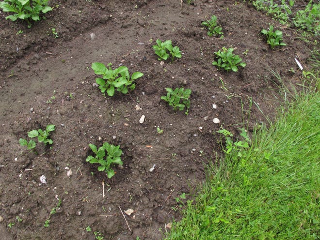 Early potatoes in the garden.