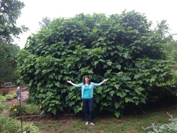 Laura Sam planted a fig tree, which she named after her husband, Andrew.