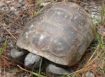 Adult gopher tortoise.