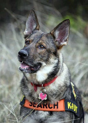 Taza, a German Shepherd used as a cadaver dog, lead her handler right to a missing Nahunta man Sunday. The K-9 team's co-owner says of their 400 cases, this is the first person they've found alive.  Provided by Dogs South K-9 Search & Rescue