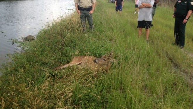 (PBSO)The deer, estimated to be a fully-grown adult, was taken by officials from the Florida Fish and Wildlife Commission.