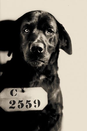 Learn about Pep the Dog and why he was incarcerated at Eastern State Penitentiary at Family Weekend: Pets in Prison on Saturday and Sunday. The interactive event allows visitors to understand the role animals played throughout the 142-year history of the prison.