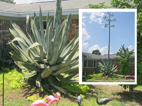 This century plant in front of Alexis Monroe’s home in Mary Esther is one of a number of such plants in the area to mature this season. The plants bloom once in their lifetime and then die.