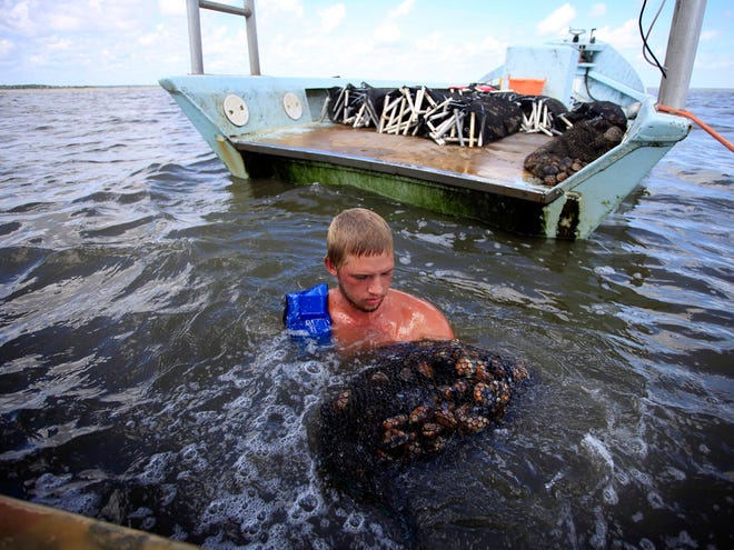 Johnathan Miller, of Cedar Key Gulf Coast Golds, harvests clams from the Gulf of Mexico on Tuesday in Cedar Key.