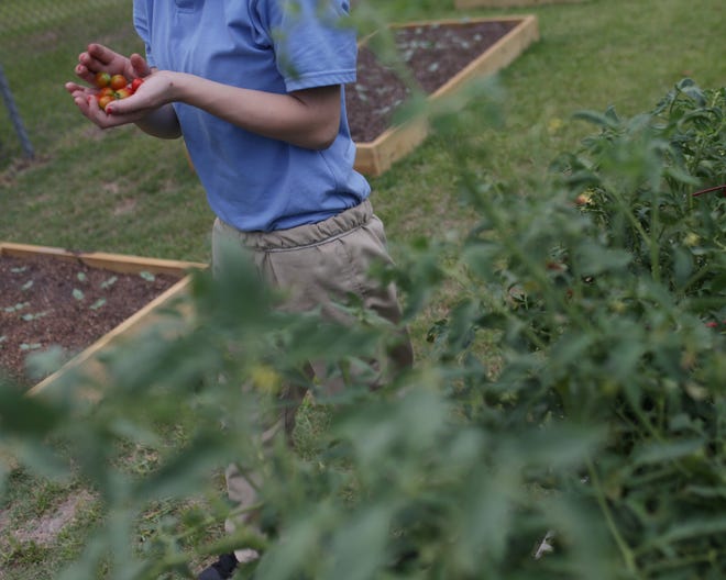 A youth detainee holds cherry tomatoes in a garden at the Bay Regional Juvenile Detention Center in Panama City.
