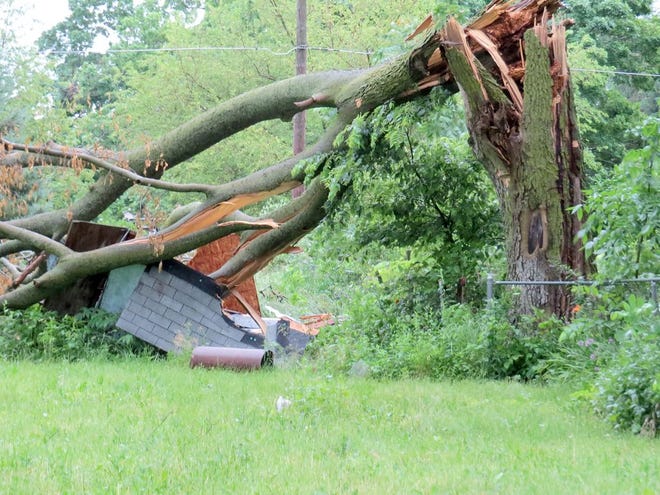This tree apparently crushed a dog house Friday.