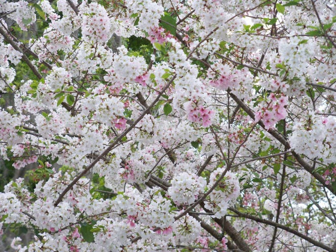 Jean Tanner/For Hardeeville Today Stopping by a friend's in Pritchardville, Jean Tanner was able to take in the breathtaking beauty of the large Cherry tree in the back yard loaded with soft pink blooms.