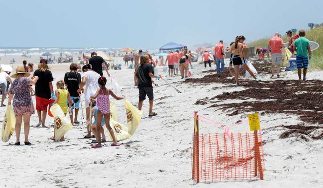 Volunteers in the cleanup work along the upper area of Jacksonville Beach near a marked sea turtle nest Sunday.