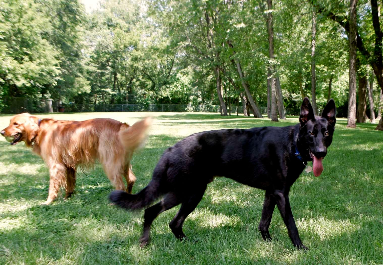Why Does My Puppy Play Rocks