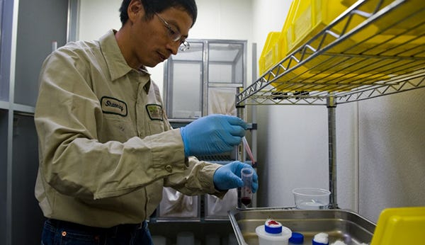 San Joaquin County Mosquito and Vector Control District entomologist Shaoming Huang prepares a blood soaked cotton ball to feed lab-raised mosquitos at the district's headquarters in Stockton.