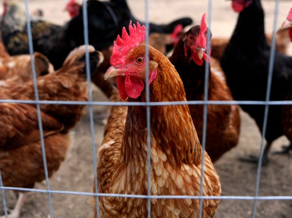 Poultry and egg production is Etowah County's top agricultural and farm commodity.