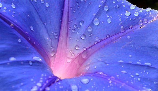 A rare June shower Monday leaves its mark on a morning glory in south San Joaquin County.