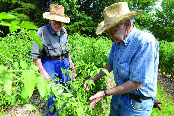 Dr. Charles Kernodle Jr., left, and Bruce Gerringer tend to their tomatoes at Gerringer's farm off Gibsonville-Ossipee Road Tuesday.