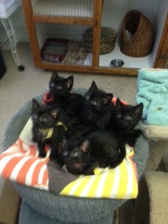Six 8-week-old kittens are available for adoption at the Marshfield Animal Shelter