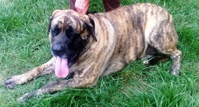 Maxi’s owner died in June and Tri-County Animal Rescue is trying to find the AKC English Mastiff a new home.
