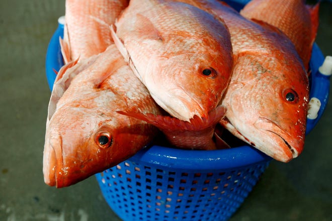 Red snapper is unloaded at Tarpon Dock Seafood. The U.S. House Natural Resources Committee held an oversight hearing Thursday for testimony on the potential development of a management plan that would give Gulf states more authority in managing the recreational snapper fishery.