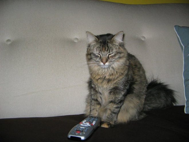 This is Muppet using the remote control. As soon as I get up, she puts on Animal Planet. I still love her.
