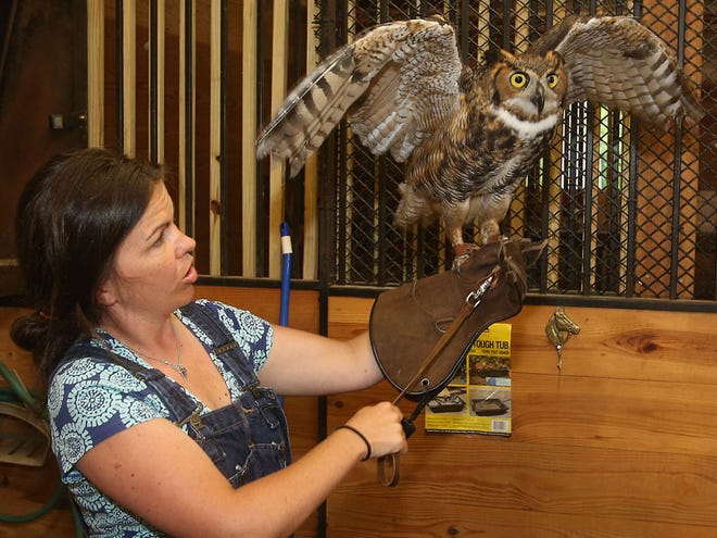 Emily Allen, educator at Chimney Rock State Park, cares for Gremlin, a great horned owl, at her parents' home in Hendersonville.