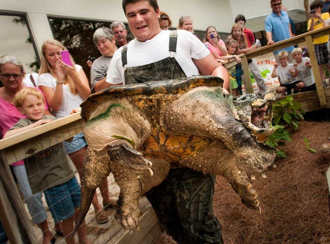 The Times-Union Tonca the alligator snapping turtle gets hoisted from his home at the Museum of Science and History by reptile wrangler Austin Martin for his annual birthday checkup in 2011.