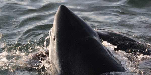 A great white shark feeds on a gray seal carcass off Monomoy Island in Chatham.