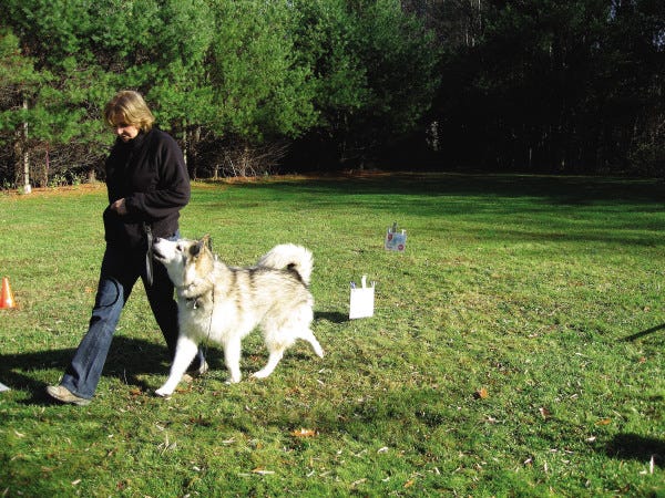 Acushnet resident and Malamute fancier Donna Lopes is having a lot of fun with her second Malamute, a 6 year-old male affectionately known as Brody, although the dog's official registered name is Kloudburst Nantucket Knight.