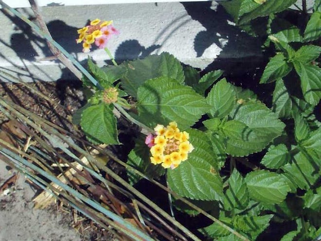 "Do you know what plant is in the photo?" asked Bob Rehbein of Port Orange. Plant Lady Karen Stauderman identified it as lantana.