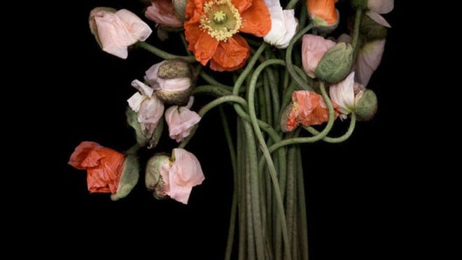 Joyce Tenneson’s “Poppy Bouquet”. Photo provided.