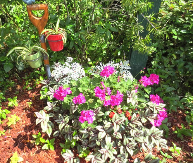 An ornamental shovel is adorned with spider plants. Geranium, Wandering Jew, impatiens and dusty miller grow in the bed.