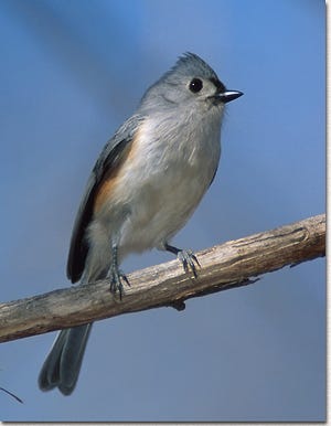 The tufted titmouse is a year-round resident in Mid-Missouri, altering its diet to adjust to the season. It enjoys visiting bird feeders filled with black oil sunflower seeds.