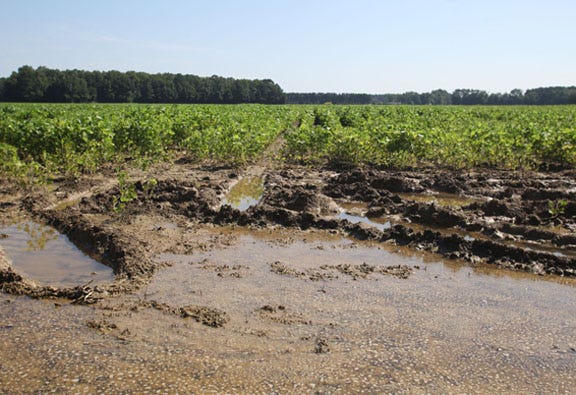 Heavy rains have left some fields with standing water and have stunted the growth of some crops, such as the barley crop in western Craven County.