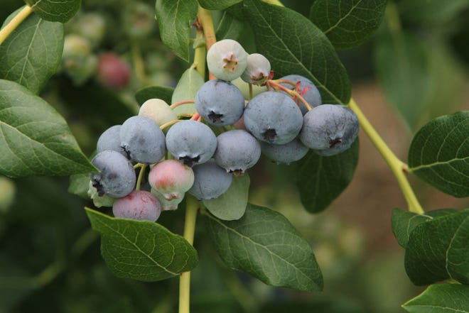 The crop is ready and waiting to be picked at local farms. Blueberries are both luscious and healthy.