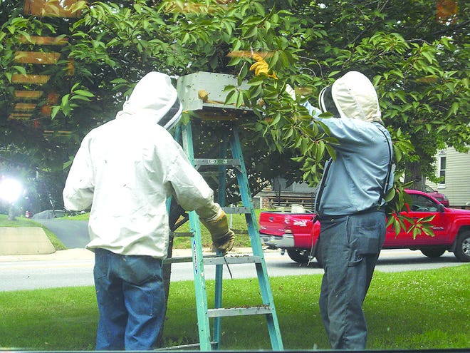 “The View” was fascinating as employees and patrons at Lilian S. Besore Memorial Library watched beekeepers remove an errant population from the front yard on July 11. Barry and Leigh Knepper handled the task easily, convincing the bees to settle in a wooden box. They were transported to a farm in the Chambersburg area.