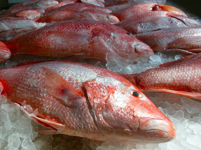 In this file photo, a load of more than 700-pounds of red snapper sits on ice at Kings Seafood in Daytona Beach Shores/Port Orange awaiting a federal marine biologist's test for age sampling before being sold as seafood. The federal government announced Friday it will open a three-day weekend, red-snapper season for recreational fishermen from Aug. 23 to Aug. 25.