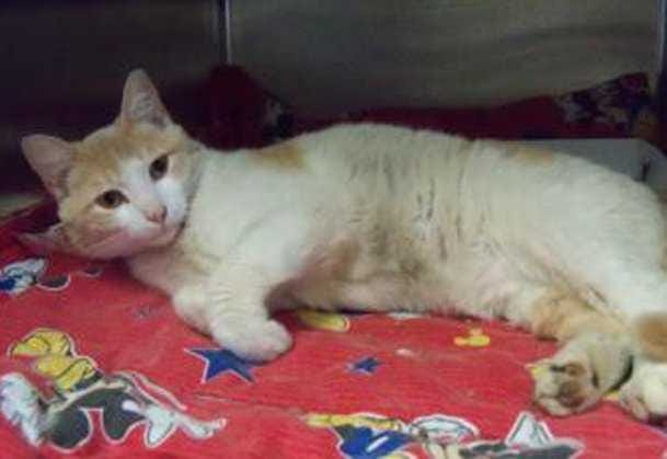 Provided by Nassau County Animal Services Lucky.07/2013