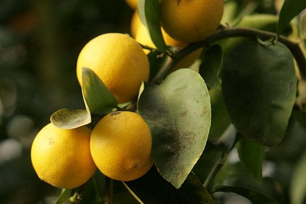 Top 7 How to grow a meyer lemon tree from seeds 2 You can't plant a lemon seed to grow a lemon tree