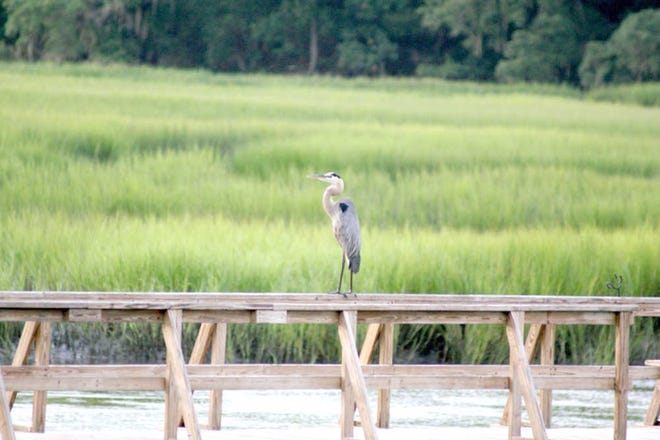 Poised against a sea of summer's vivid green marsh grass, this great blue heron was taking a break when Jean Tanner took this photo.