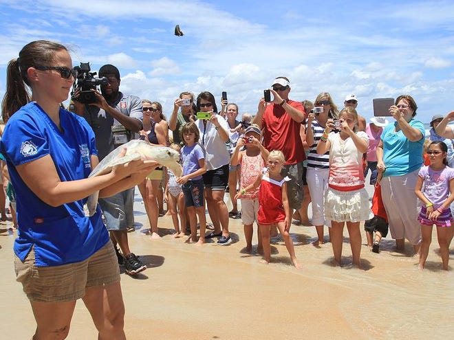 Jackie Shum of the Marine Science Center gets ready to release a juvenile Kemp Ridley sea turtle back into the ocean at Washington Oaks Gardens State Park on Friday. A workshop on sea turtles is scheduled this week at Gamble Rogers State Recreation Area.