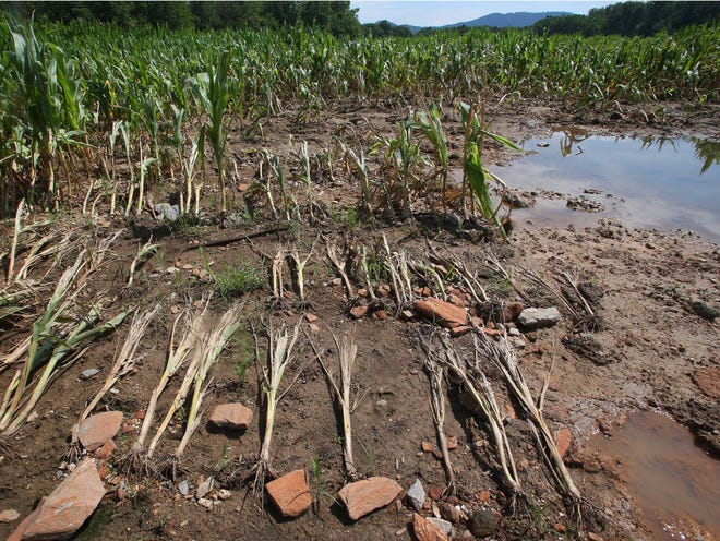 Heavy rains have damaged or destroyed many corn fields like this one on Etowah School Road.