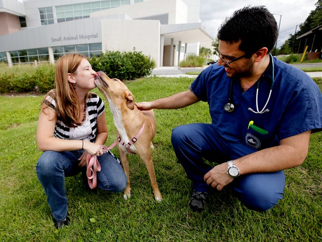 Heather Stellmach gets licked by her dog Josey as Dr. Louiz Bolfer pets the dog's back outside the Small Animal Hospital on Friday, July 19, 2013 in Gainesville. Dr. Bolfer helped treat Josey after she was bit by a rattlesnake near her right eye.