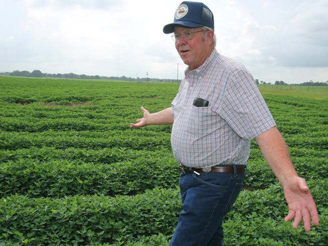Richard Barber looks over part of his peanut crop at Barber Farm in Dunnellon.