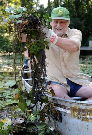 Lynn Joiner pulls invasive water chestnuts from the Sudbury River just off his Central St. dock.