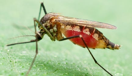 Brockton officials learned Friday that the state health officials spotted West Nile Virus and Eastern Equine Encephalitis in mosquitoes from the city's southeastern corner.