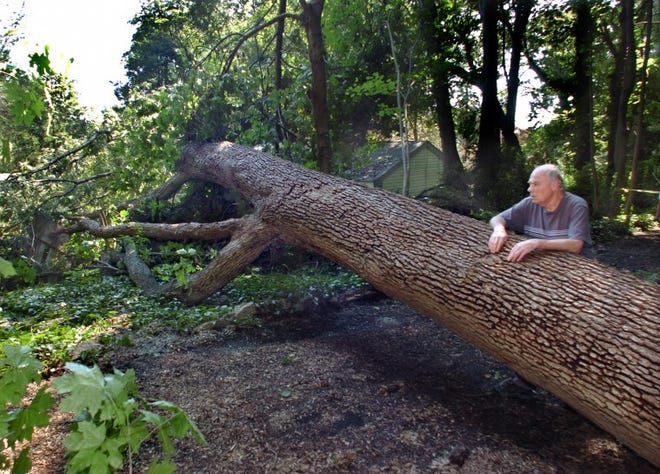 Jeff Stokes, stands next to a large Oak tree which fell into the backyard of his home on High Street, at the corner of Prospect Street, in Mount Holly. The Oak tree, and a much smaller tree, fell on Monday morning, damaging part of a wooden fence at far left.